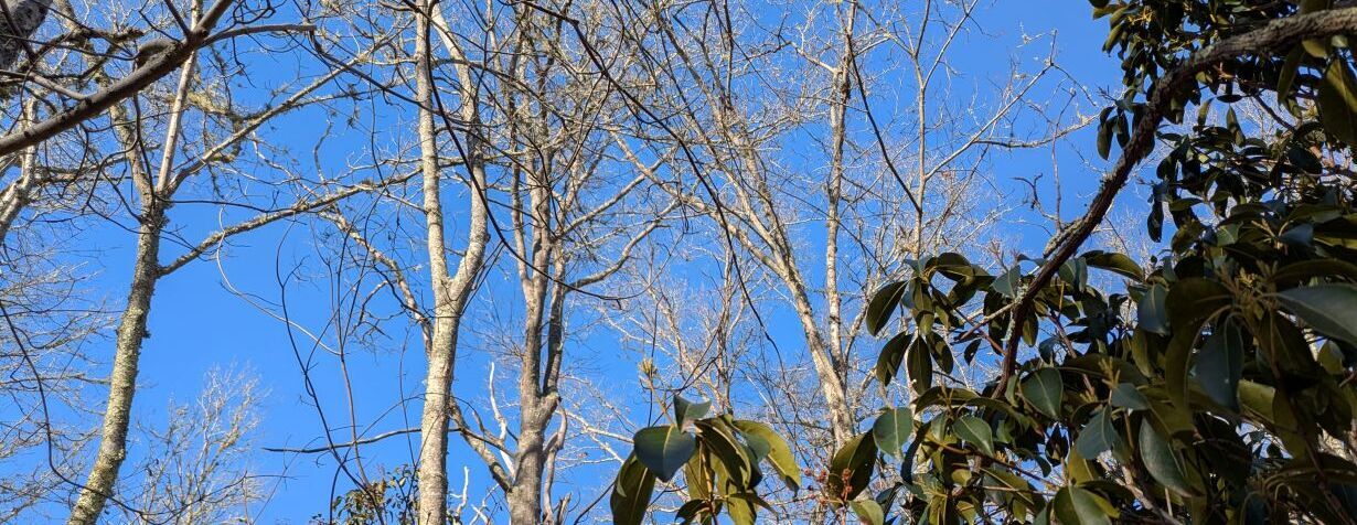 Exploring New Trails: Westport Woods