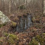 Exploring New Trails: Westport Woods - logo